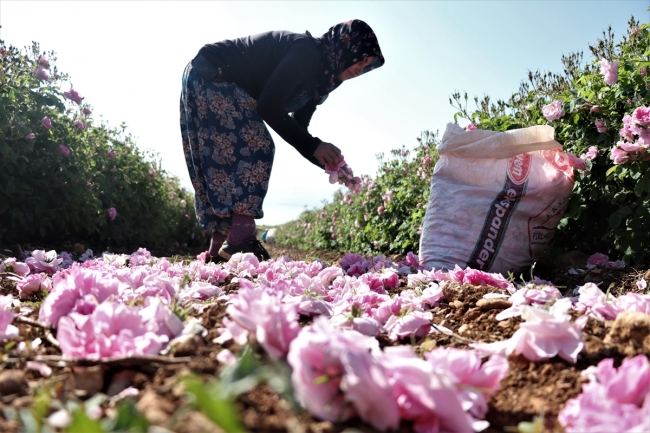 4 Days Isparta Perfumed Roses Harvesting