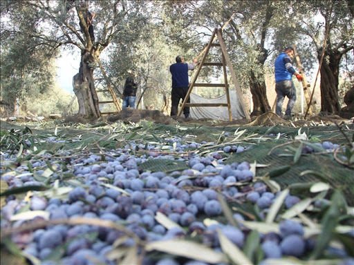 4 Days Pamukkale Olive Harvesting Hands-on Excursion