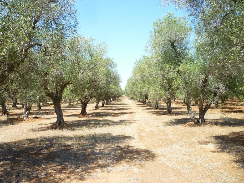 olive-grove-886869_1920